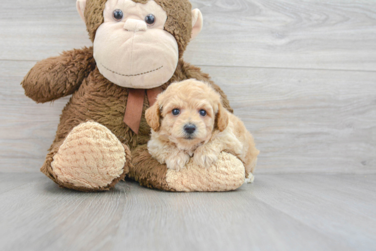 Poochon Puppy for Adoption