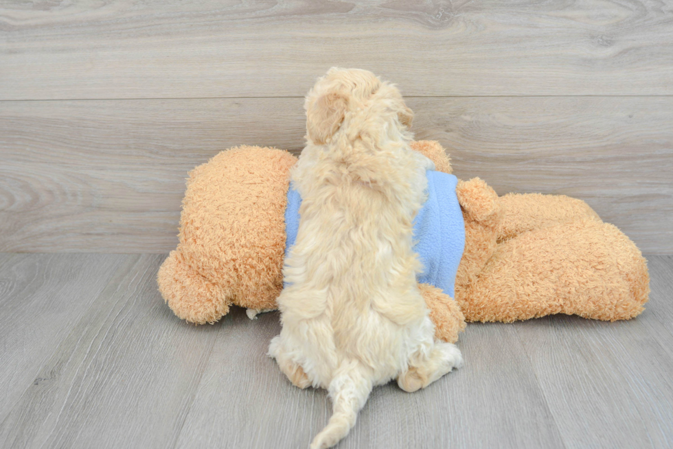 Petite Poochon Poodle Mix Pup
