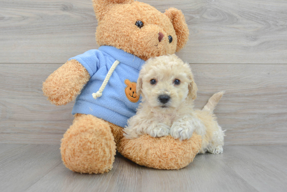 Poochon Puppy for Adoption