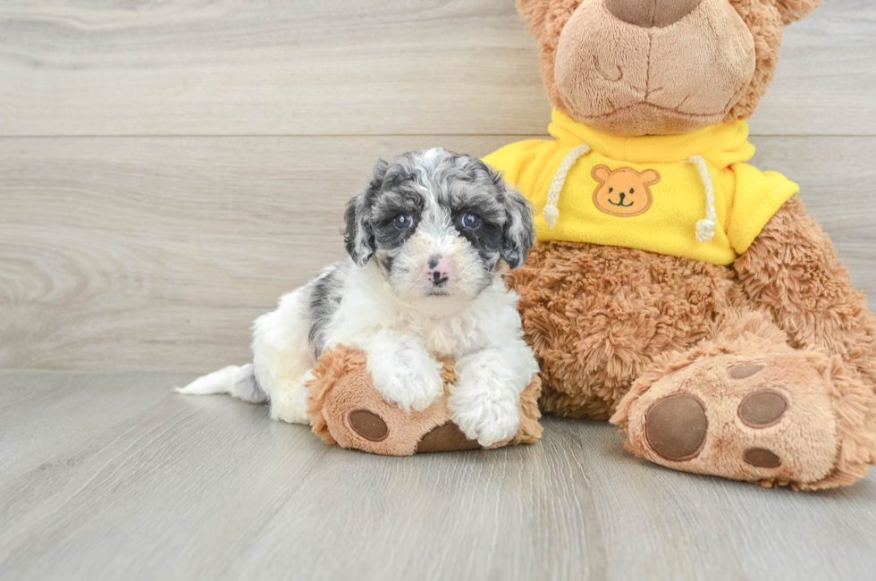 6 week old Poochon Puppy For Sale - Premier Pups