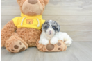 Poochon Puppy for Adoption