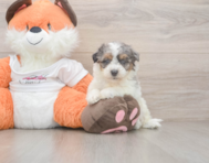 8 week old Poochon Puppy For Sale - Premier Pups