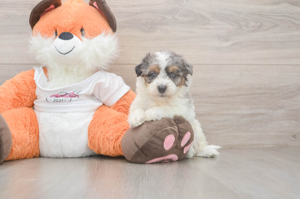 5 week old Poochon Puppy For Sale - Premier Pups