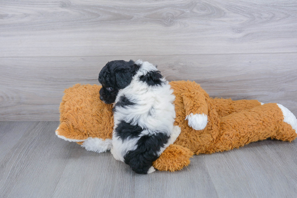 Petite Poochon Poodle Mix Pup