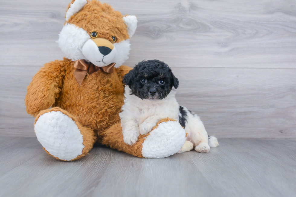 Funny Poochon Poodle Mix Pup