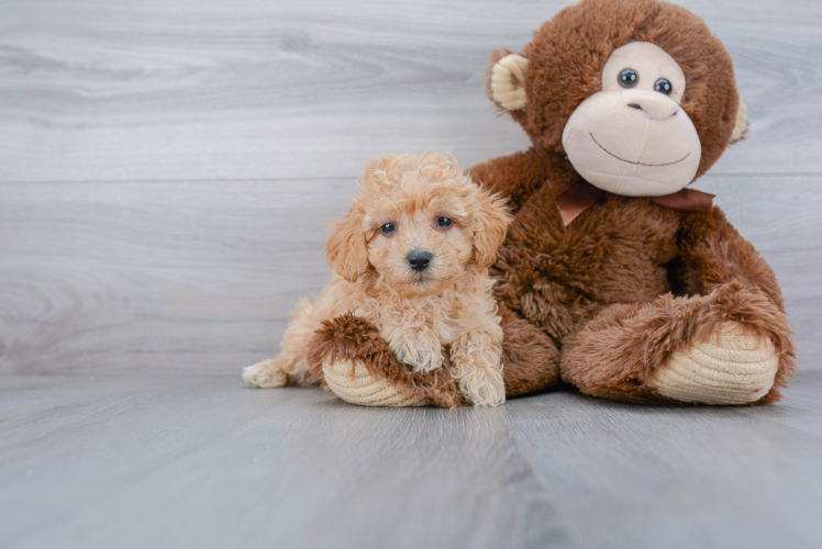 Poochon Pup Being Cute