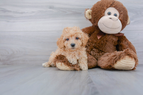 Poochon Pup Being Cute