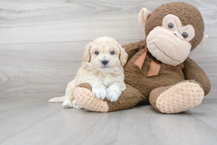 Poochon Pup Being Cute