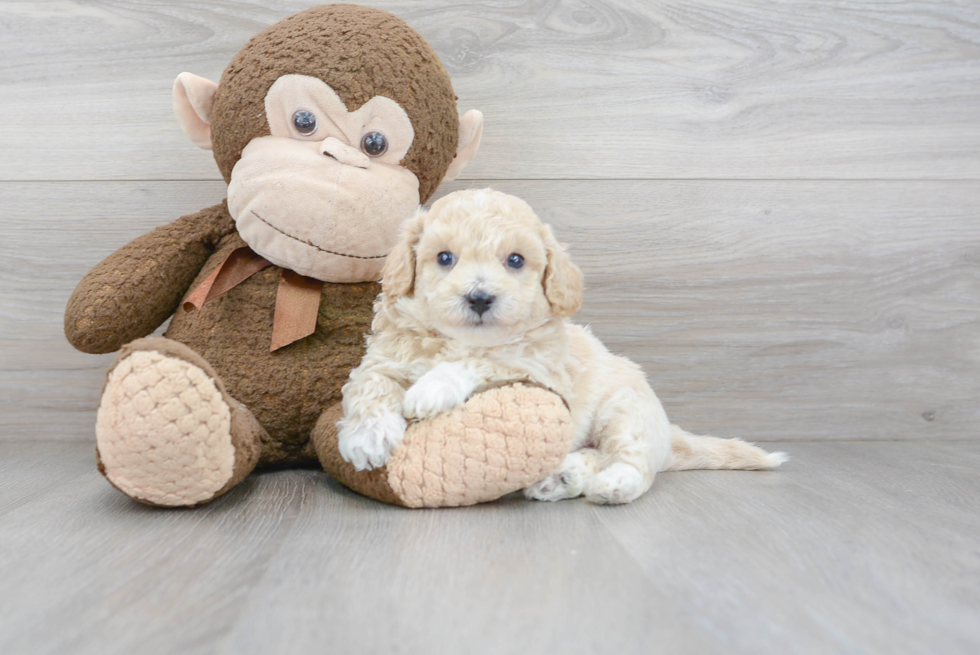 Funny Poochon Poodle Mix Pup