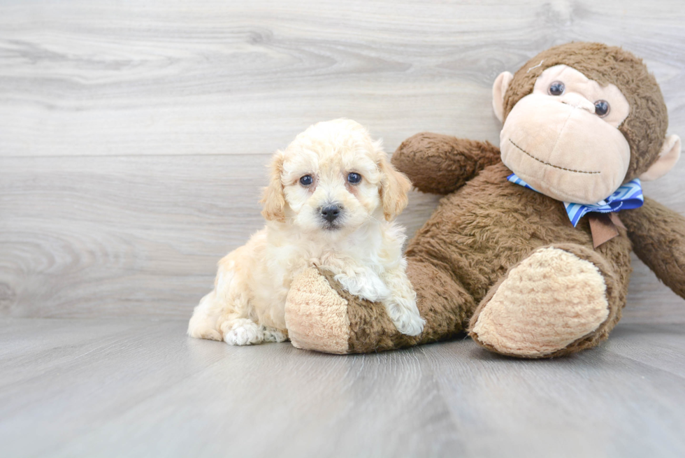 Hypoallergenic Bichpoo Poodle Mix Puppy