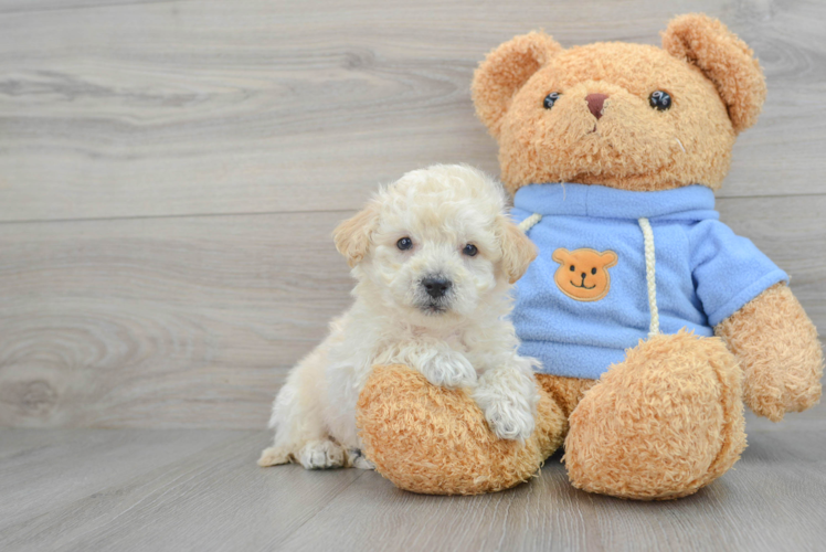 Friendly Poochon Baby