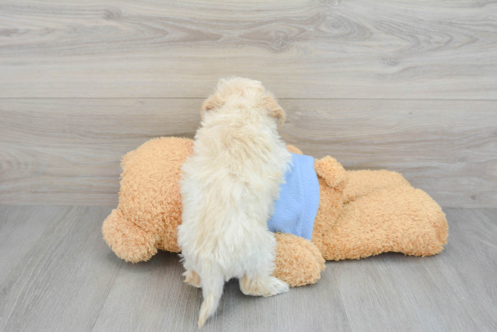 Poochon Pup Being Cute
