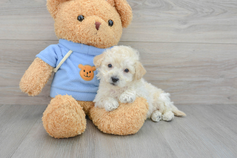 Little Bichpoo Poodle Mix Puppy