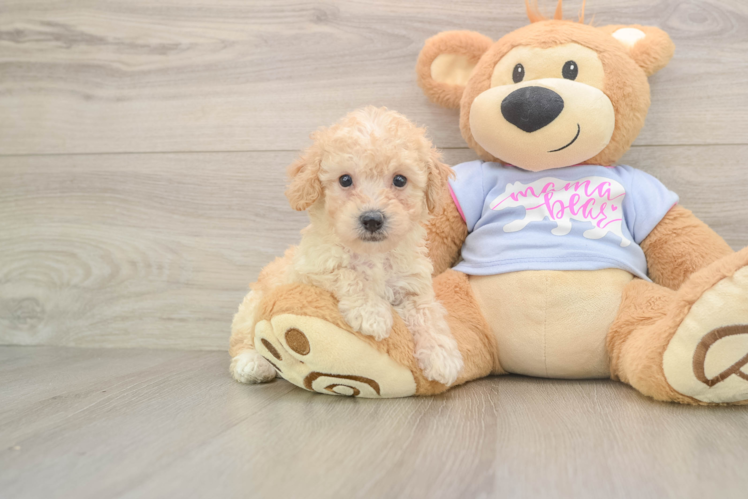 Fluffy Poochon Poodle Mix Pup