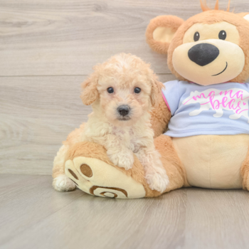 Fluffy Poochon Poodle Mix Pup