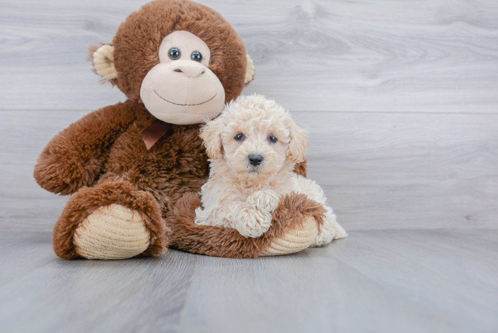 Petite Poochon Poodle Mix Pup