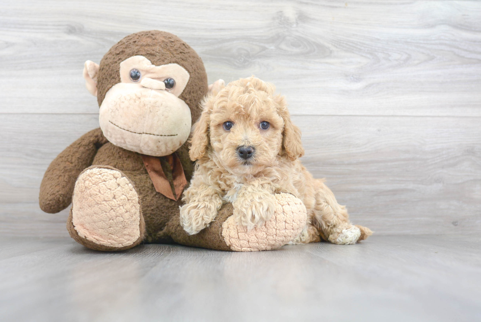 Fluffy Poochon Poodle Mix Pup