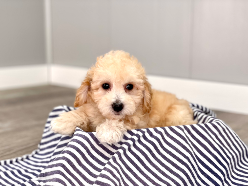 Best Poochon Baby