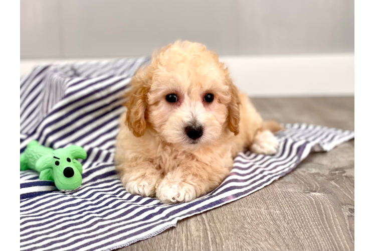Fluffy Poochon Poodle Mix Pup
