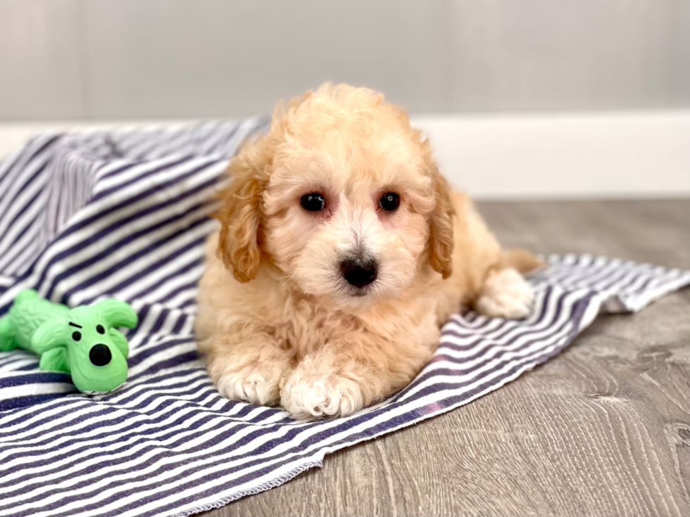 Fluffy Poochon Poodle Mix Pup