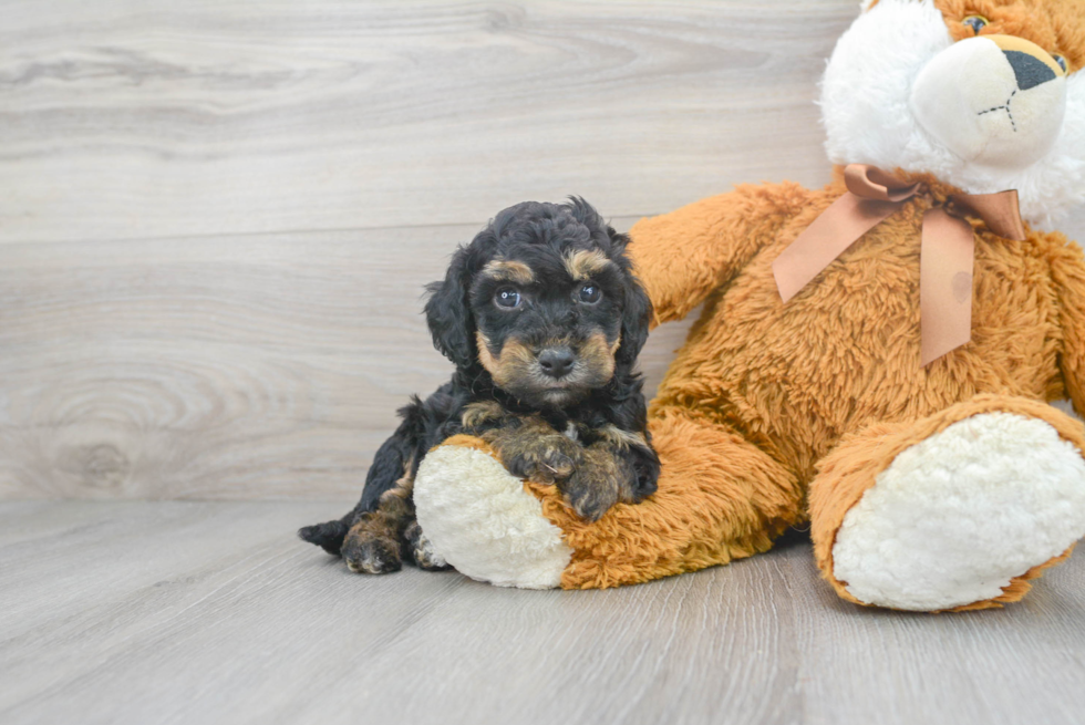 Hypoallergenic Bichpoo Poodle Mix Puppy