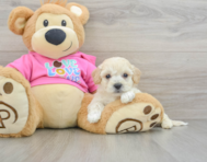 7 week old Poochon Puppy For Sale - Premier Pups