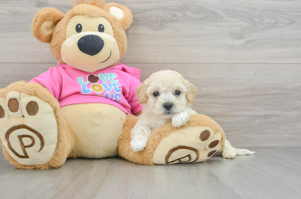 7 week old Poochon Puppy For Sale - Premier Pups