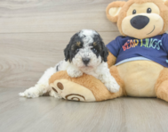 5 week old Poochon Puppy For Sale - Premier Pups