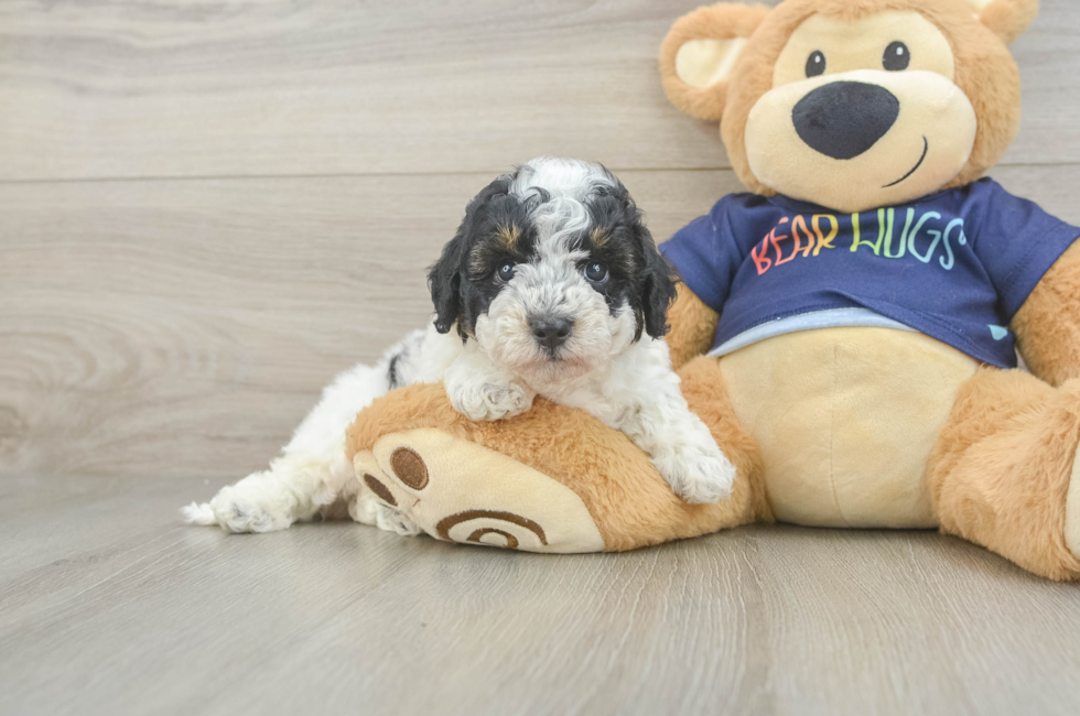5 week old Poochon Puppy For Sale - Premier Pups