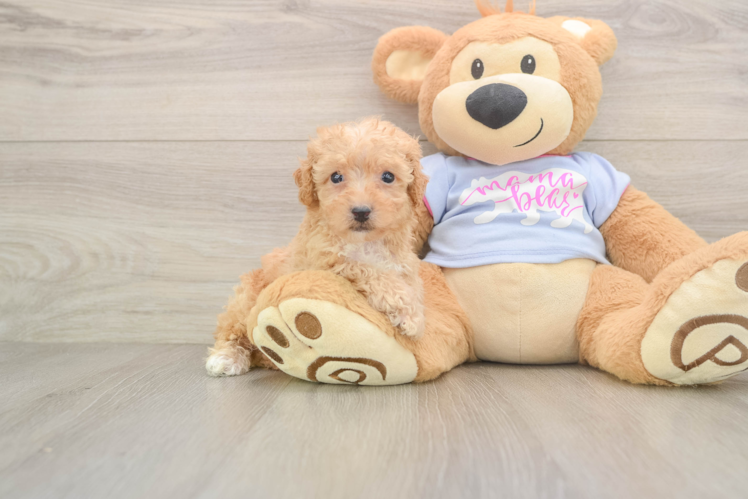 Petite Poochon Poodle Mix Pup