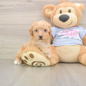 Petite Poochon Poodle Mix Pup