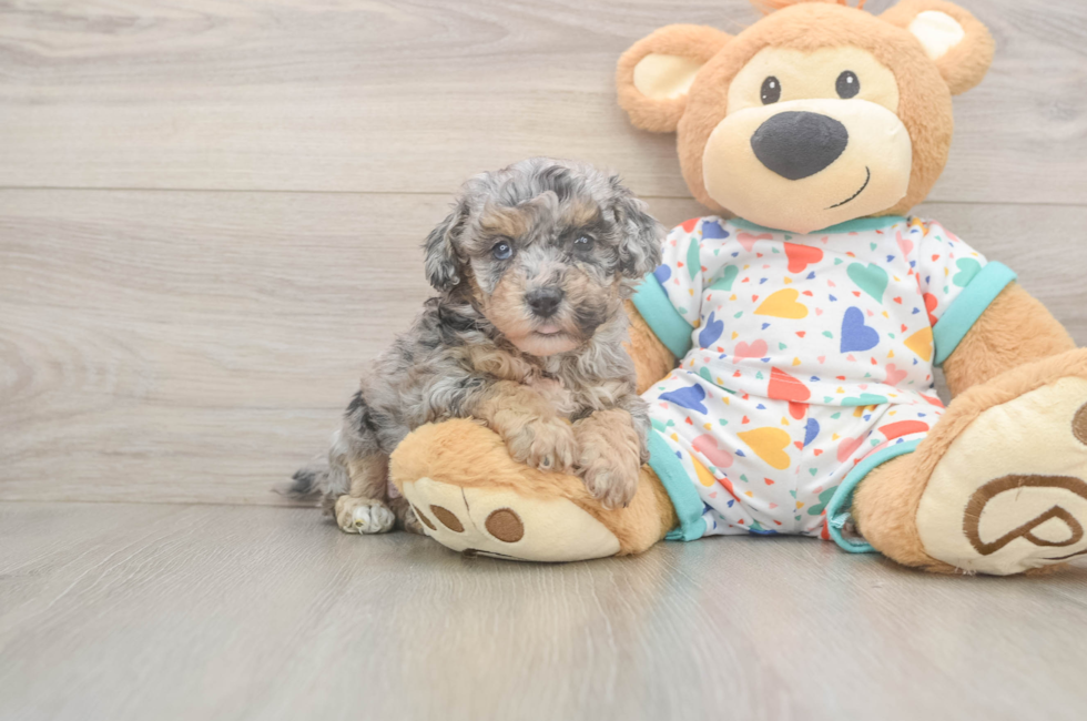 6 week old Poochon Puppy For Sale - Premier Pups