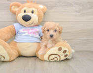 6 week old Poochon Puppy For Sale - Premier Pups