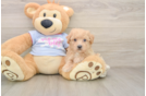 Best Poochon Baby