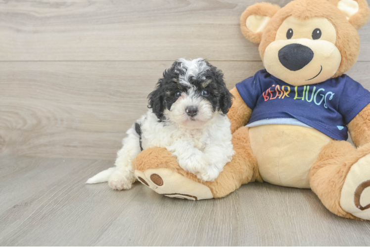 Poochon Puppy for Adoption
