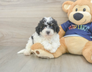 5 week old Poochon Puppy For Sale - Premier Pups