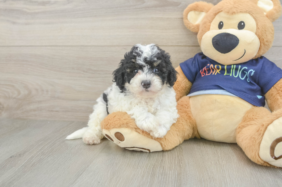 5 week old Poochon Puppy For Sale - Premier Pups