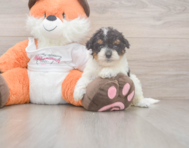 8 week old Poochon Puppy For Sale - Premier Pups
