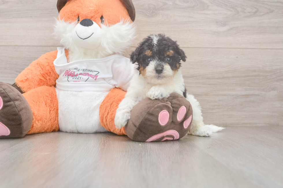 5 week old Poochon Puppy For Sale - Premier Pups