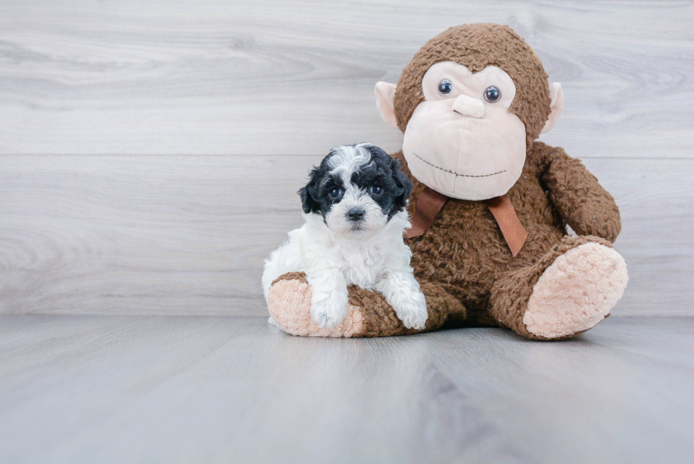 Adorable Bichpoo Poodle Mix Puppy