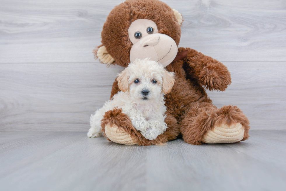 Little Bichpoo Poodle Mix Puppy