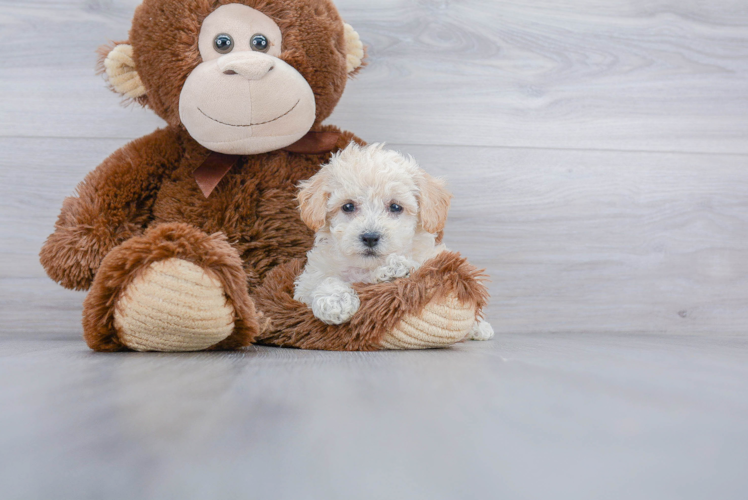 Adorable Bichpoo Poodle Mix Puppy