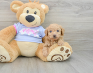 7 week old Poochon Puppy For Sale - Premier Pups