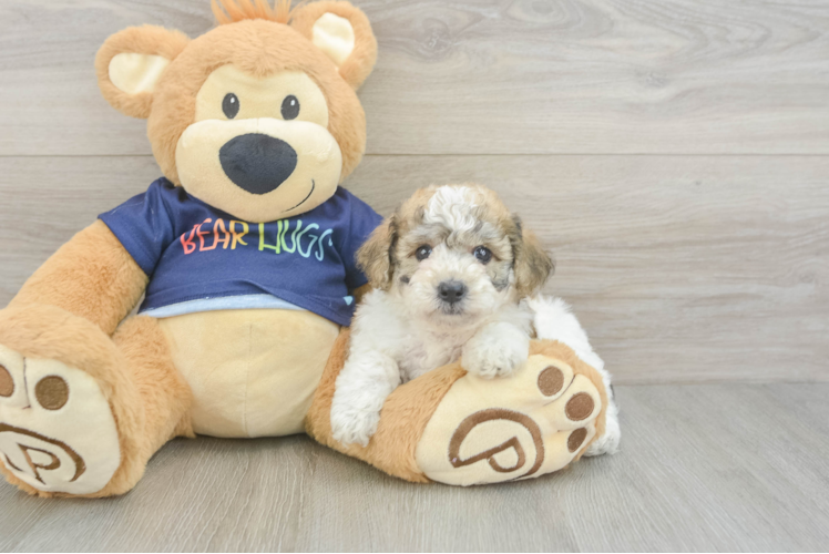 Friendly Poochon Baby