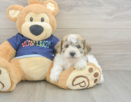 5 week old Poochon Puppy For Sale - Premier Pups