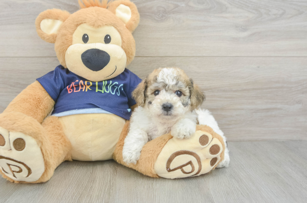 5 week old Poochon Puppy For Sale - Premier Pups