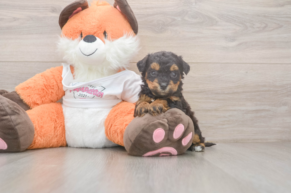 5 week old Poochon Puppy For Sale - Premier Pups