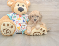 7 week old Poochon Puppy For Sale - Premier Pups