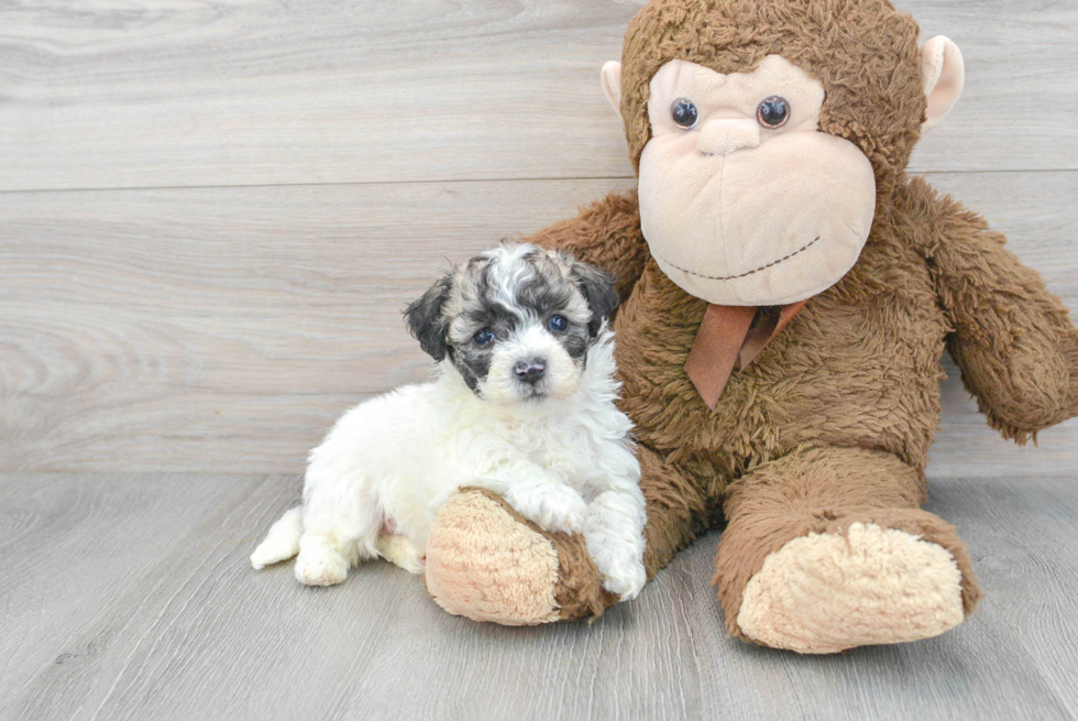 Energetic Bichpoo Poodle Mix Puppy