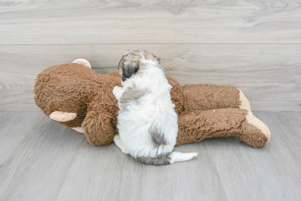 Cute Poochon Baby